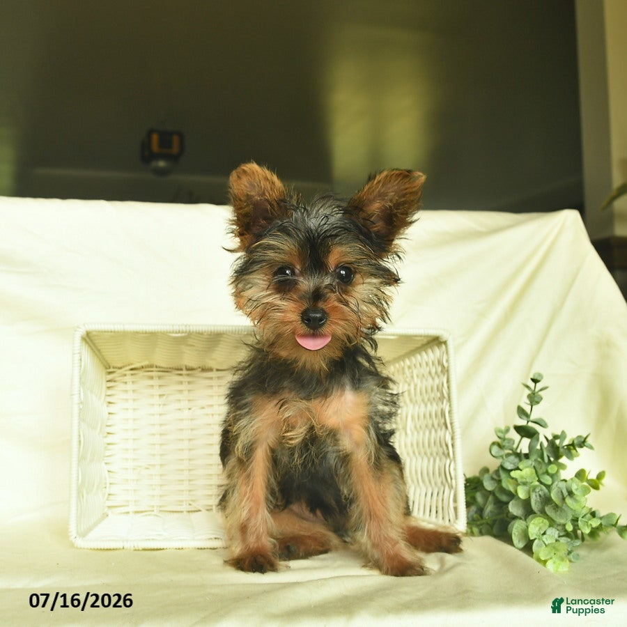 Yorkshire Terrier dogs Patrick - Ad 1