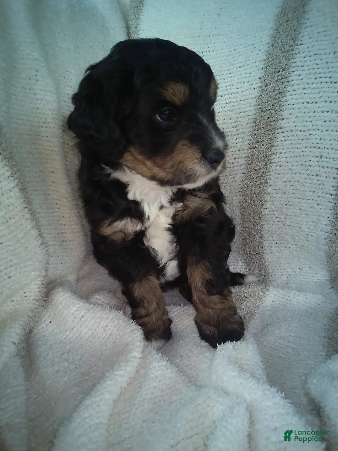 Aussiedoodle dogs for sale: Smokey - Ad 2