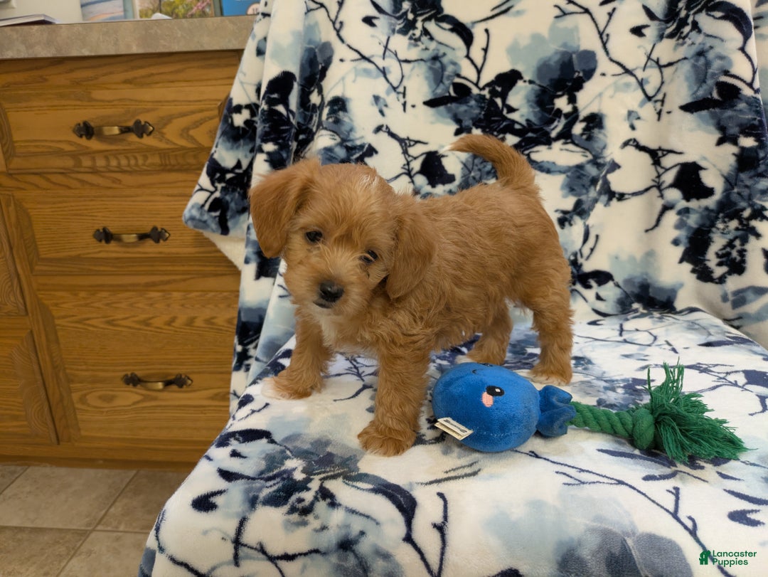 Jackapoo dogs for sale: Sapphire - Ad 4