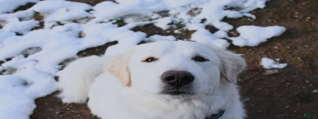 Miska