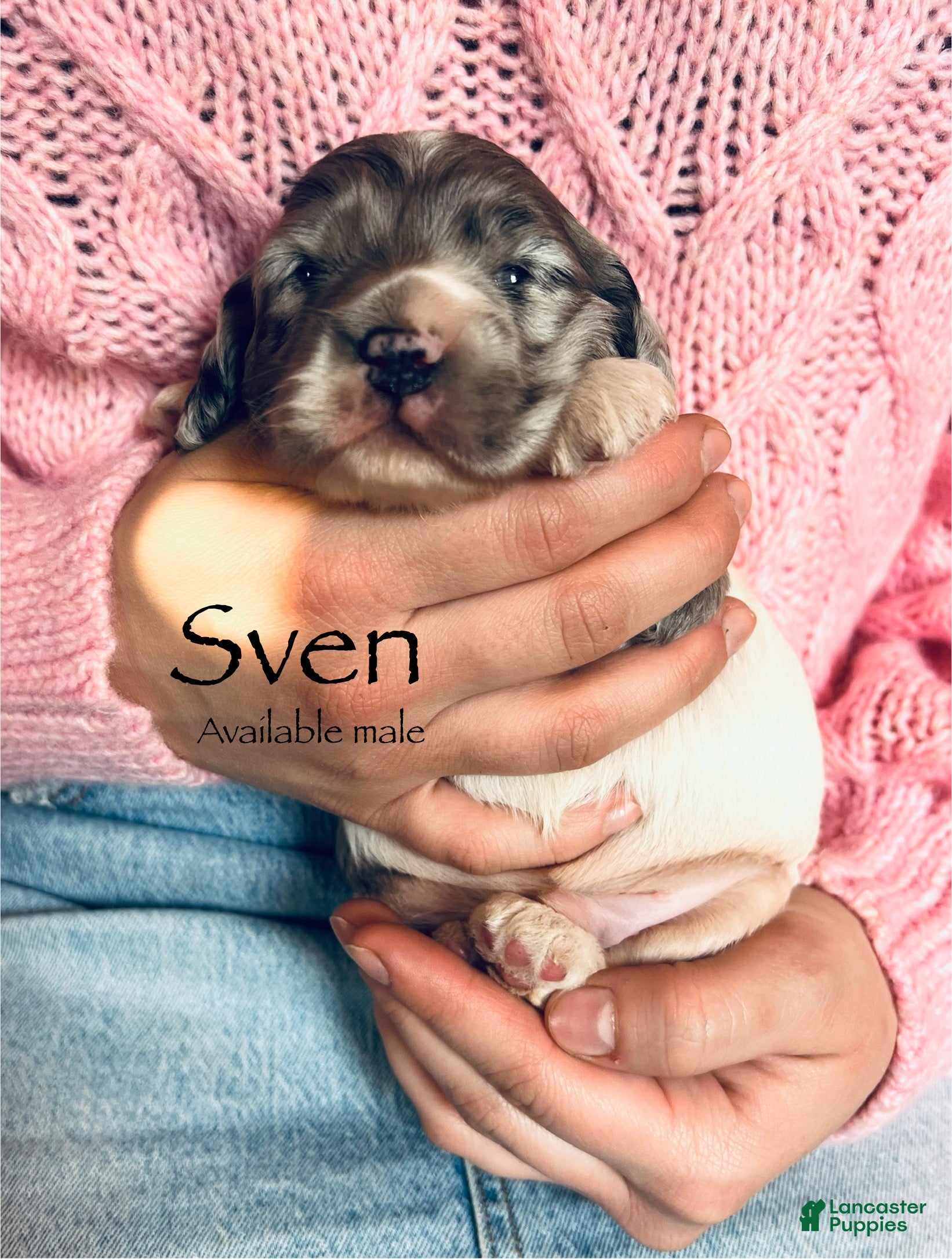 Cocker Spaniel dogs Sven - Ad 38