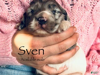 Cocker Spaniel dogs Sven - Ad 38