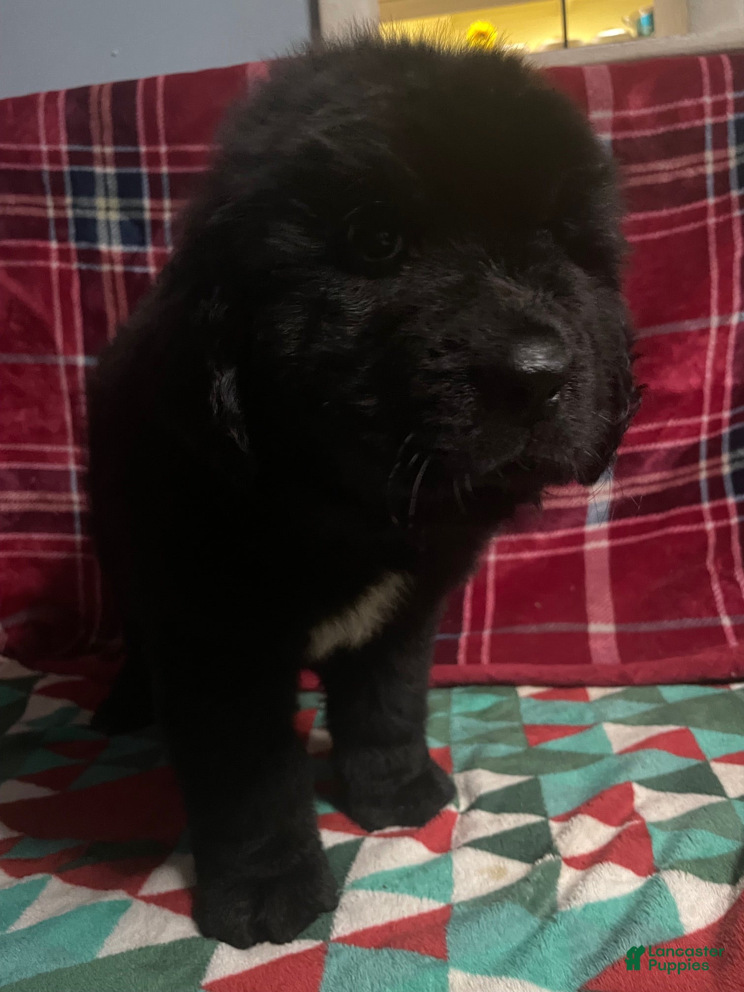 Newfoundland dogs Newfoundland Puppy 2 - Ad 30