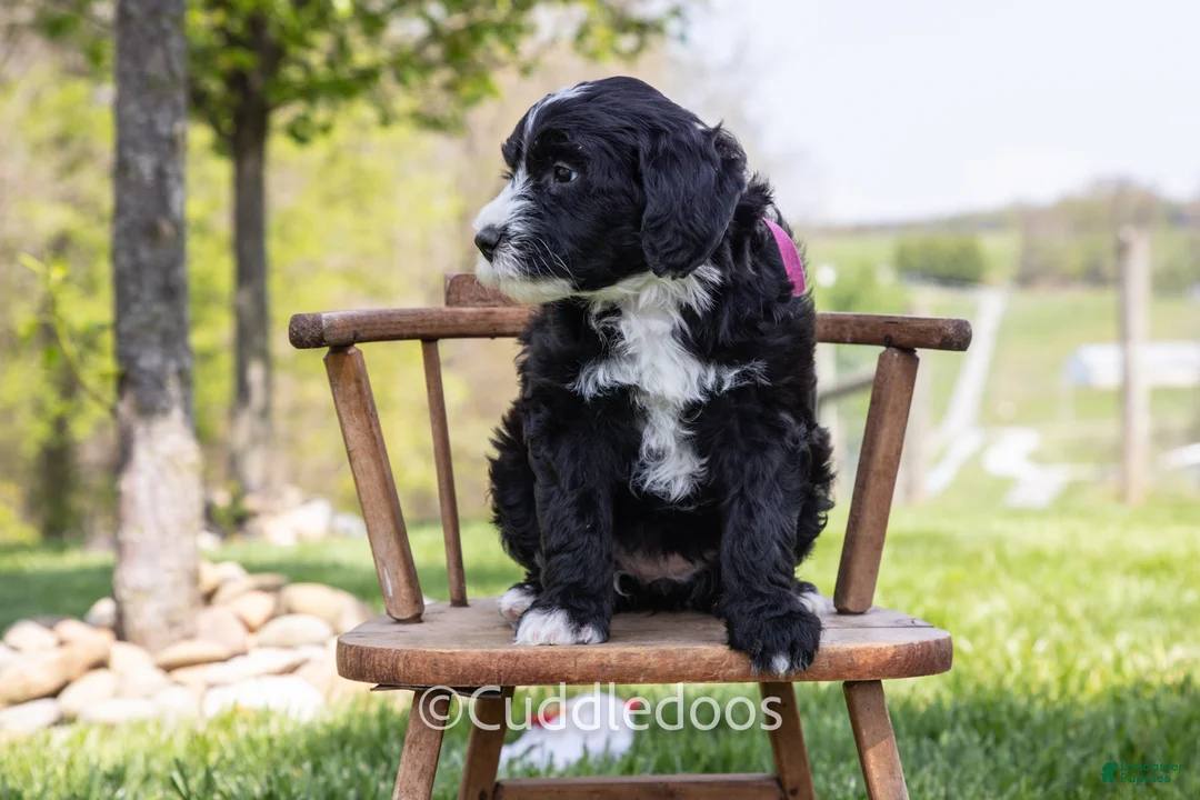 Sheepadoodle dogs for sale: Lily - Ad 2