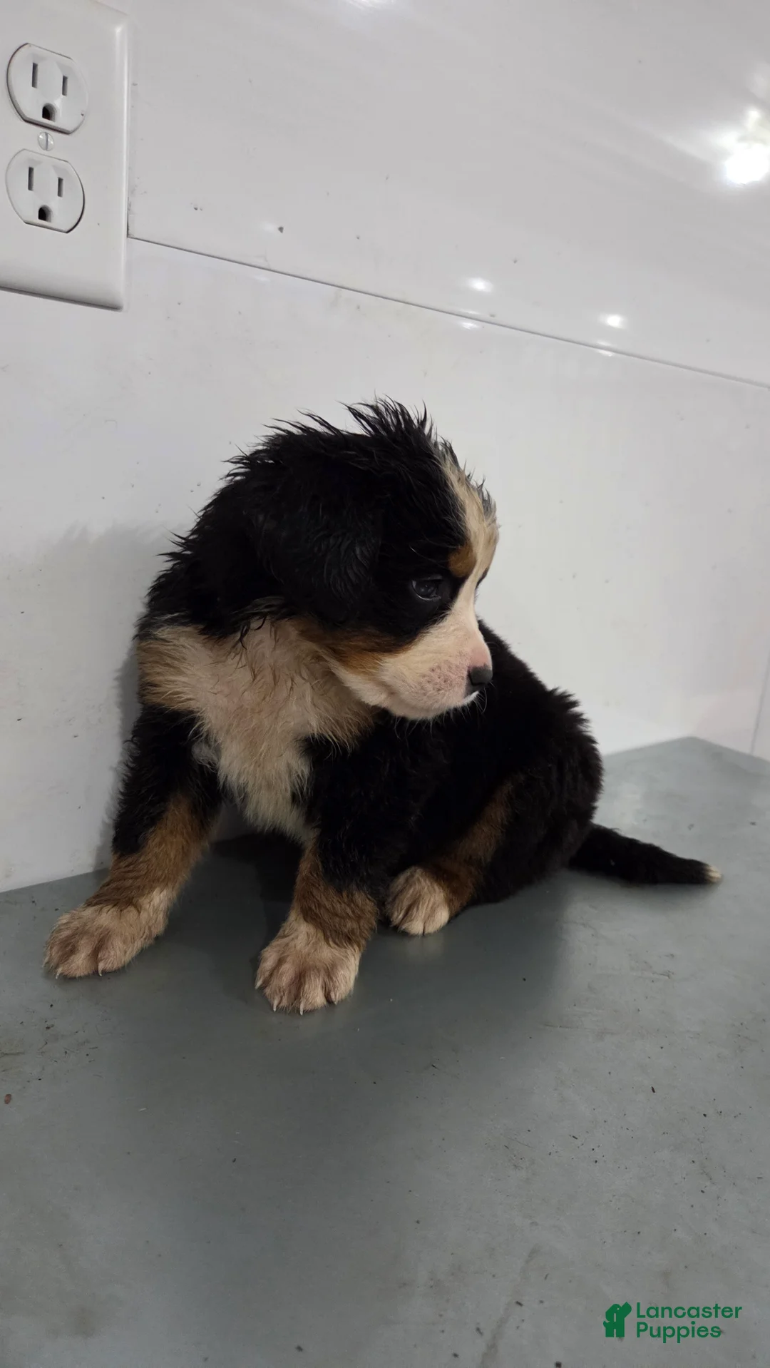 Bernese Mountain Dog dogs for sale: Bernese Mountain Dog Puppy 2 - Ad 2