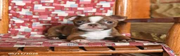 Boston Terrier dogs for sale: Echo - Ad 1