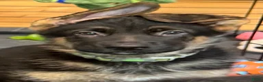 Green collar male