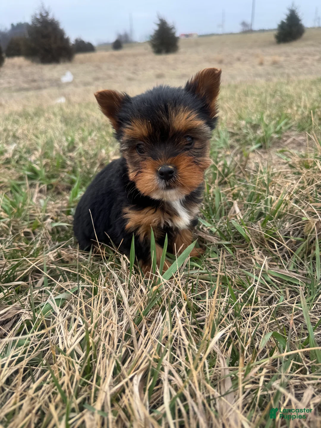Yorkshire Terrier dogs for sale: Yorkshire Terrier Puppy 4 - Ad 1