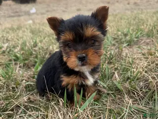 Yorkshire Terrier dogs Yorkshire Terrier Puppy 4 - Ad 24