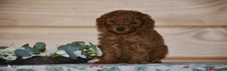 Miniature Poodle dogs for sale: Sardo - Ad 1