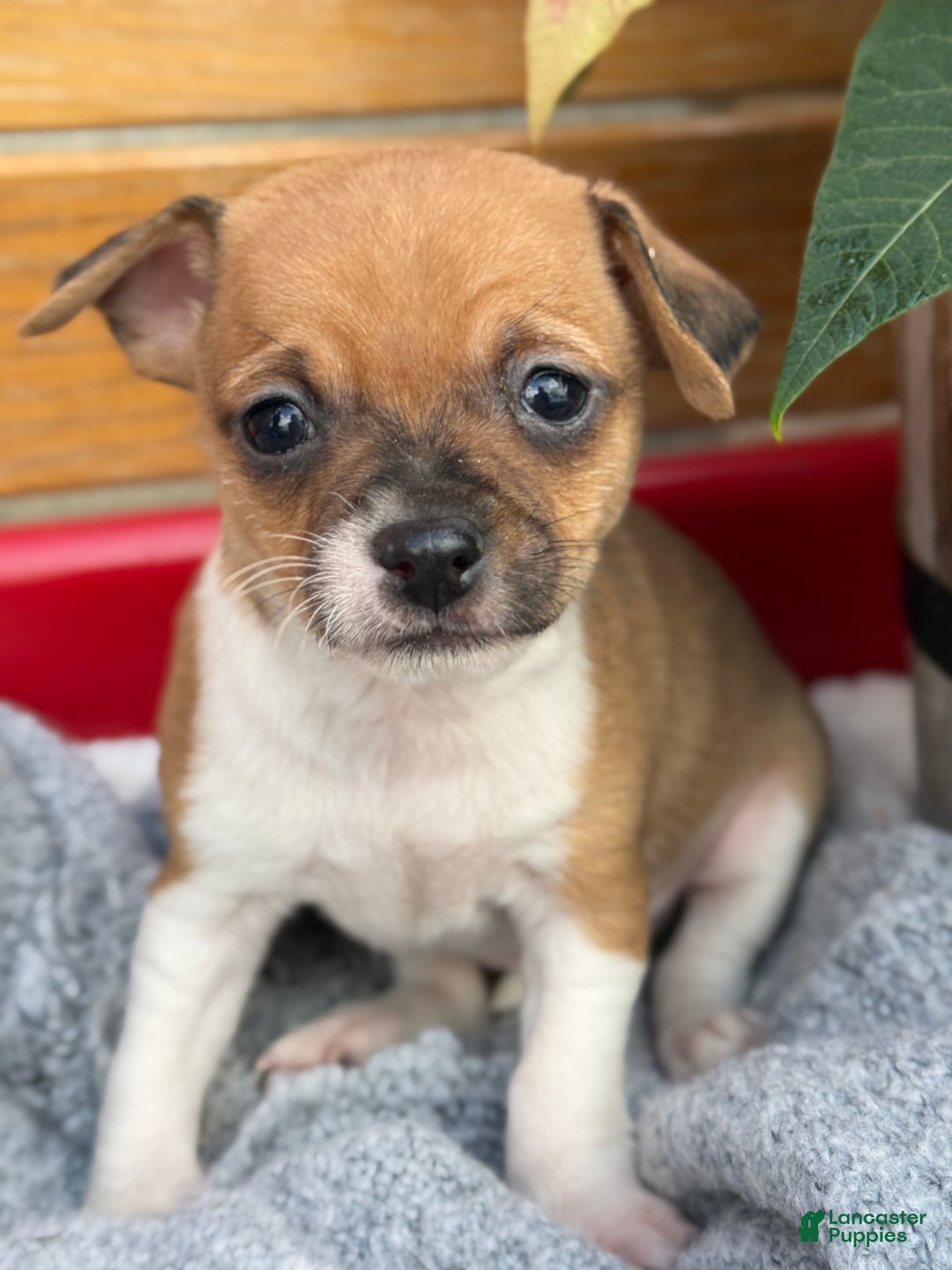 Chihuahua dogs for sale: Cole - Ad 8