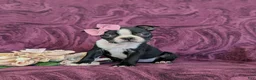 Boston Terrier dogs for sale: Samantha - Ad 4