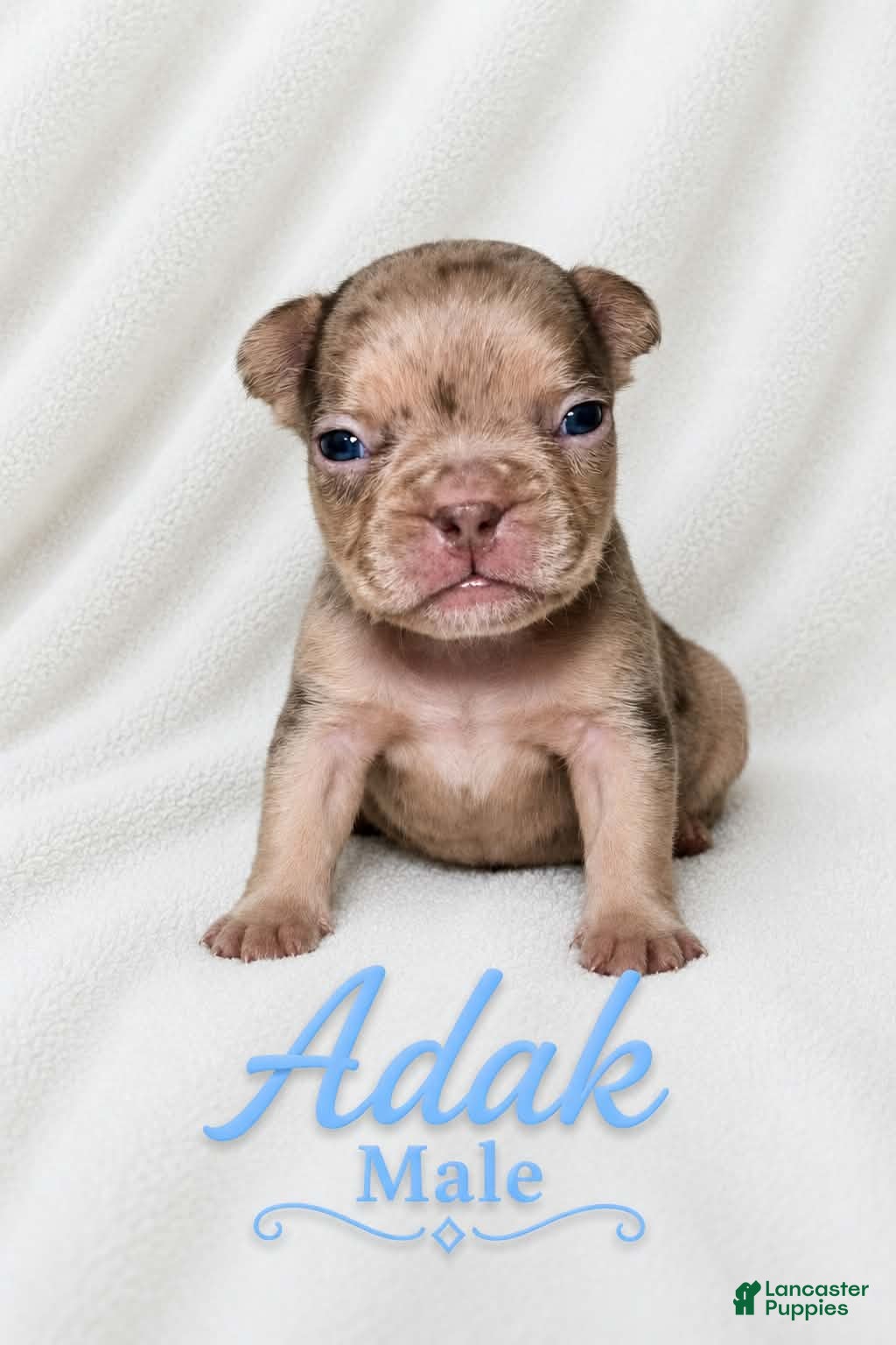French Bulldog dogs Adak  - Ad 2