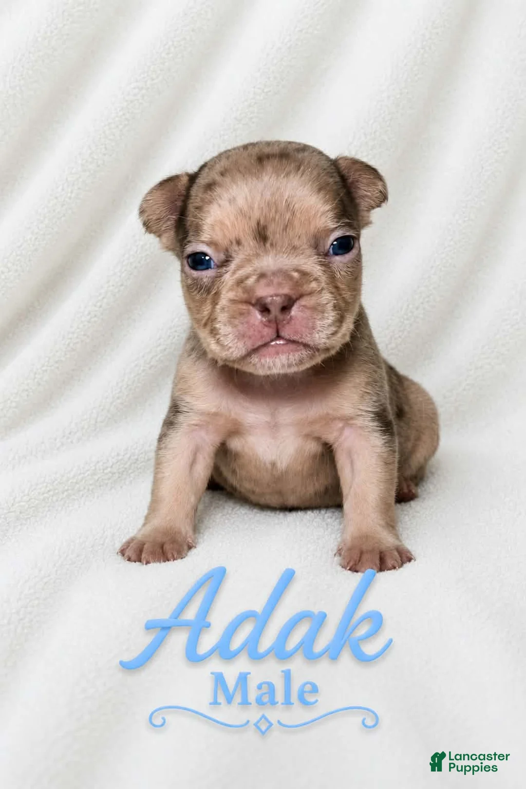French Bulldog dogs for sale: Adak  - Ad 2