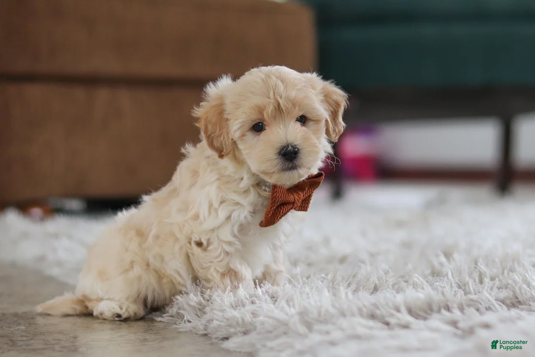 Maltipoo dogs for sale: Clark - Ad 5