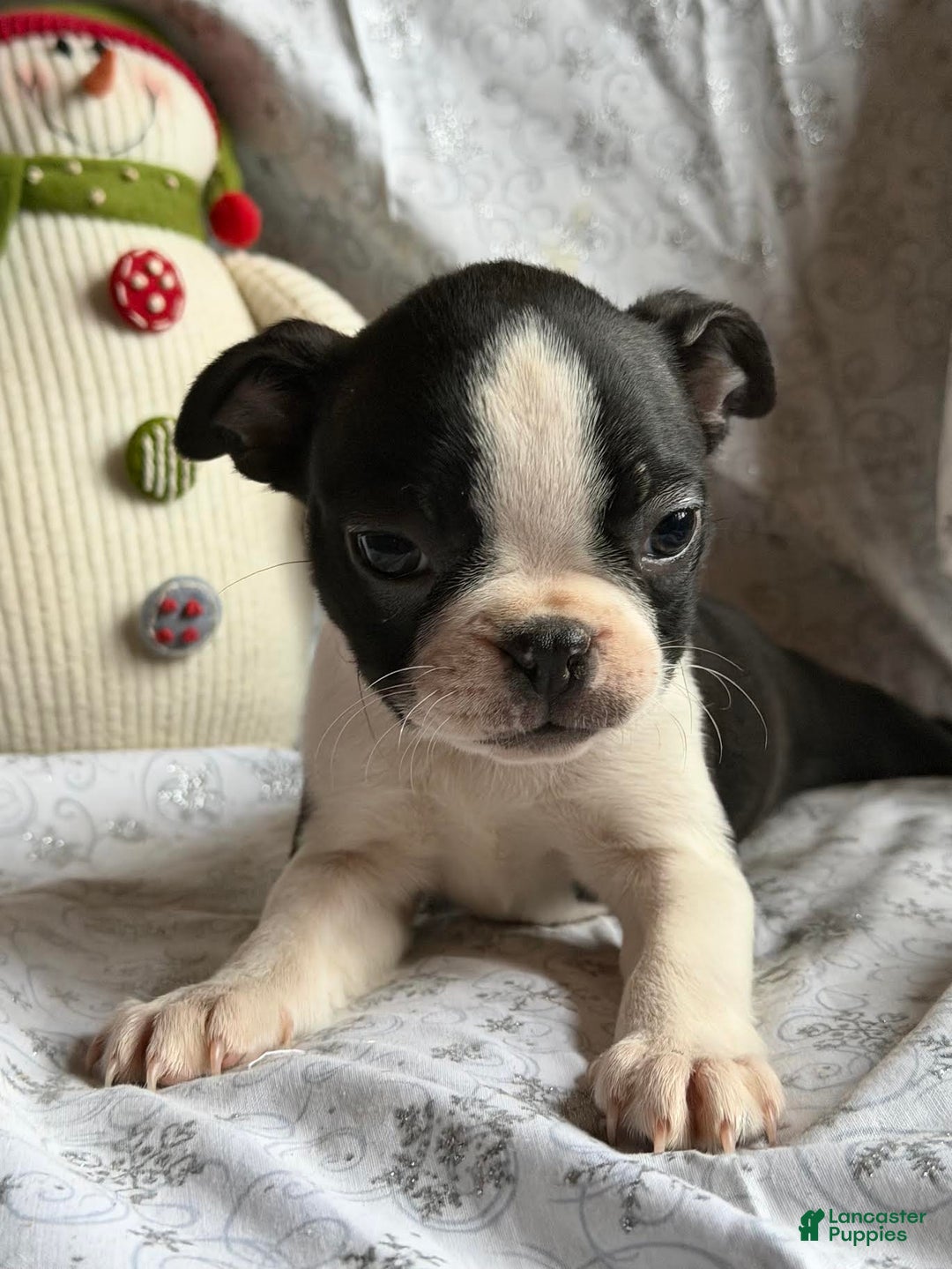 Boston Terrier dogs for sale: Maddie - Ad 1