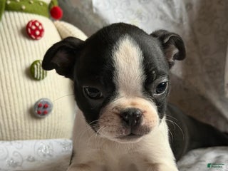 Boston Terrier dogs Maddie - Ad 2