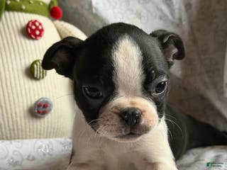 Boston Terrier dogs Maddie - Ad 34
