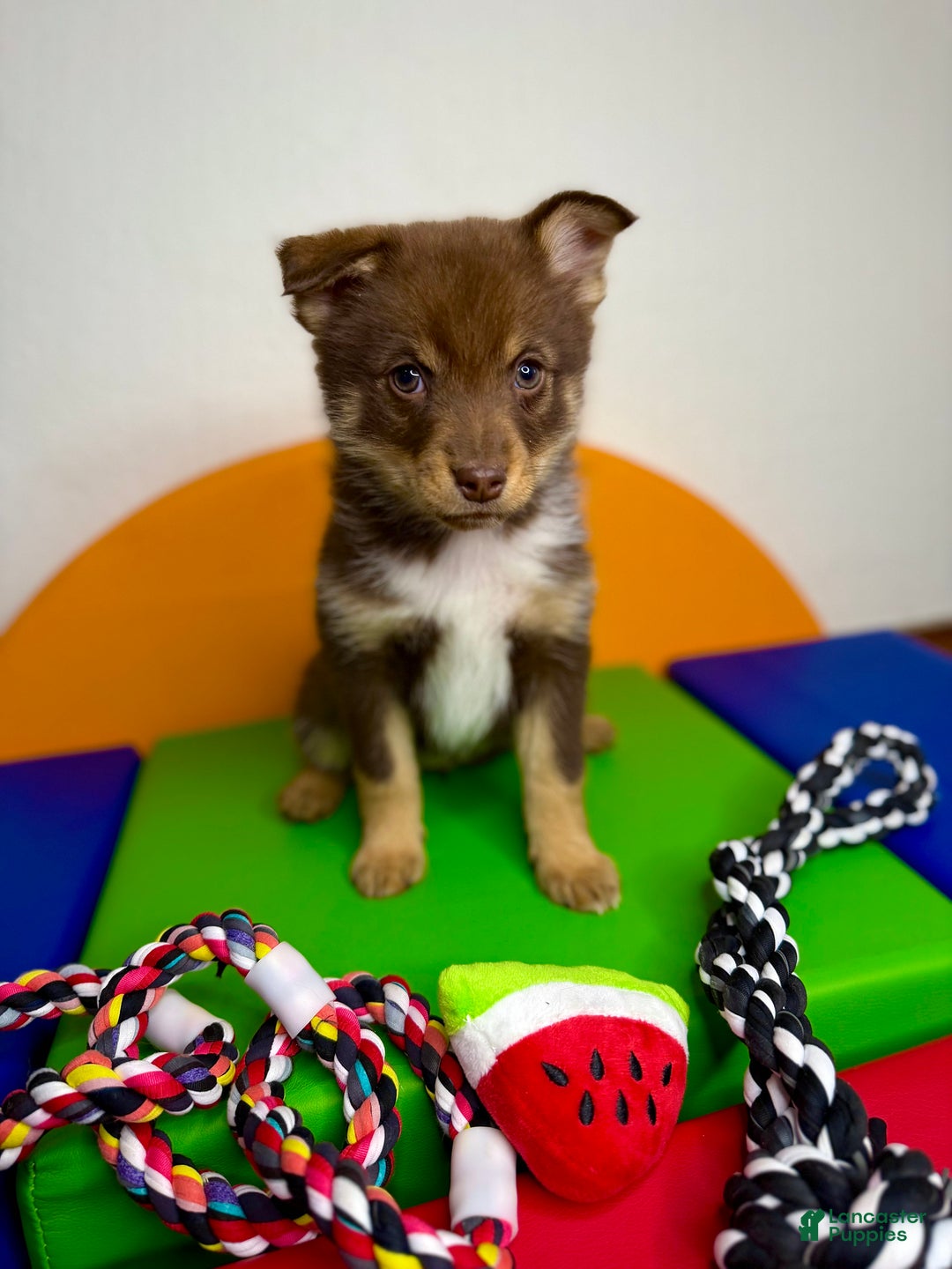 Pomsky dogs for sale: Dotty - Ad 2