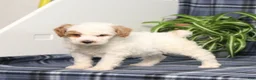 Miniature Poodle dogs for sale: CW Xadie - Ad 5