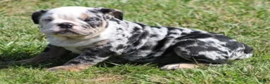 FANCY BLUE MERLE