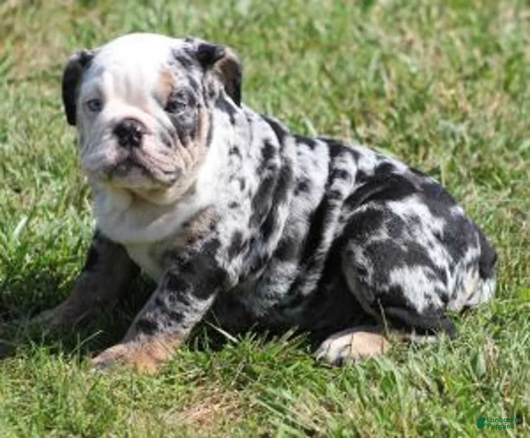 English Bulldog dogs for sale: FANCY BLUE MERLE - Ad 1