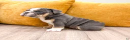 English Bulldog dogs for sale: Margaret - Ad 3