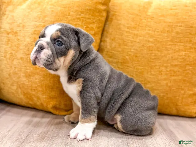 English Bulldog dogs for sale: Margaret - Ad 1