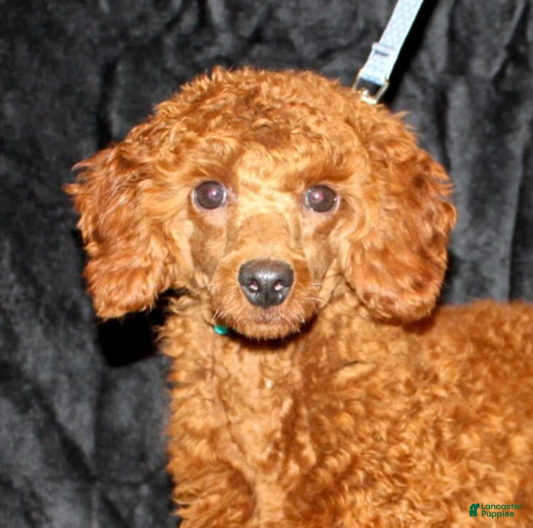 Cavapoo dogs for sale: BJ's Umpire - Ad 5