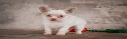 Chihuahua dogs for sale: Charlie - Ad 10