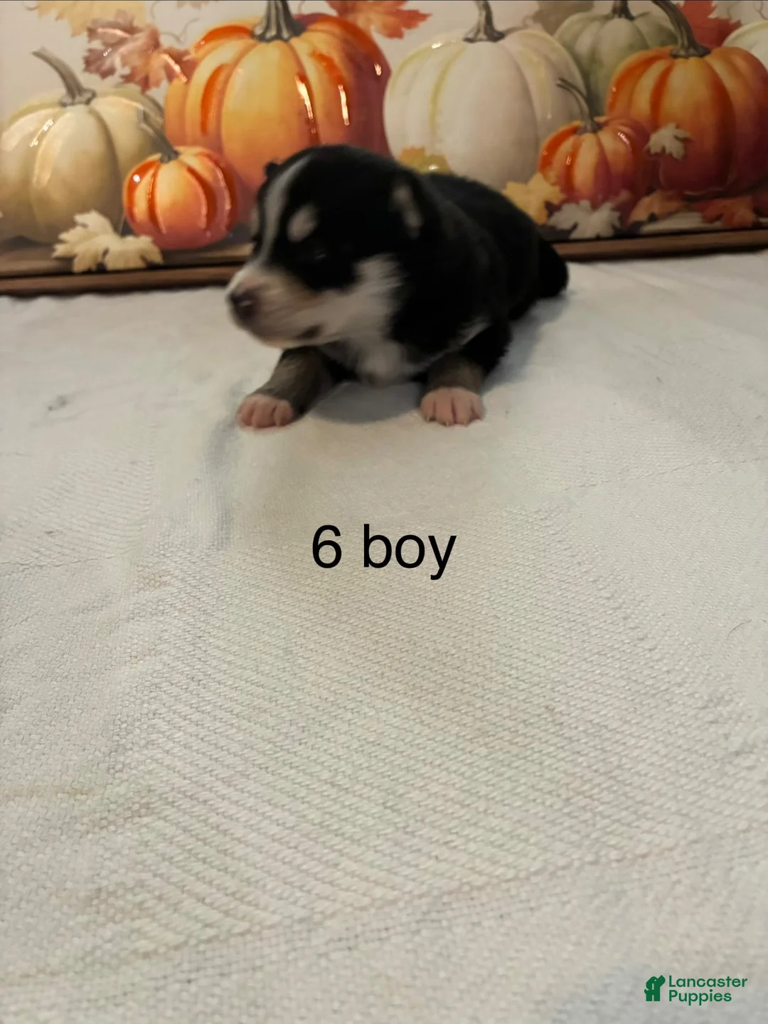 Pomsky dogs for sale: Pomsky 1 - Ad 2