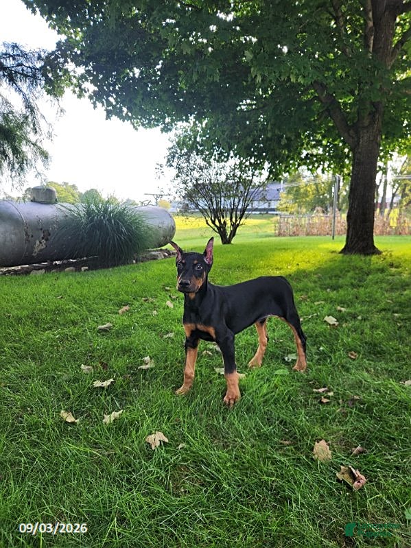 Doberman Pinscher dogs Kodiak - Ad 1