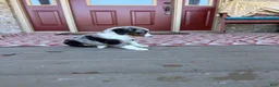 Mini Bernedoodle dogs for sale: Domino - Ad 6