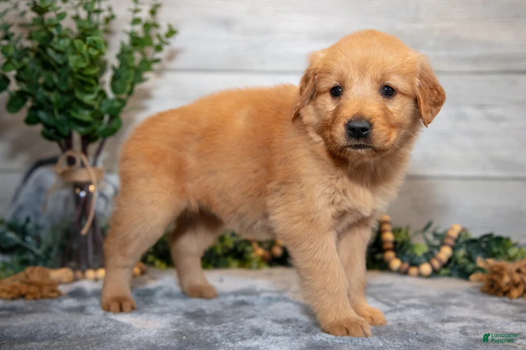 Golden Retriever dogs for sale: Riley - Ad 2