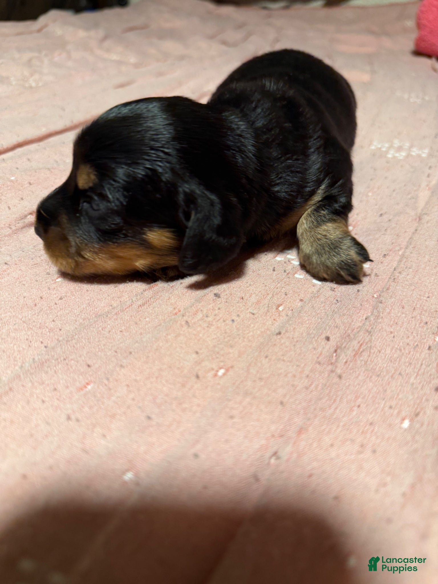 Miniature Dachshund dogs Miniature Dachshund Puppy 3 - Ad 1