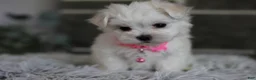 Maltipoo dogs for sale: Angel - Ad 3