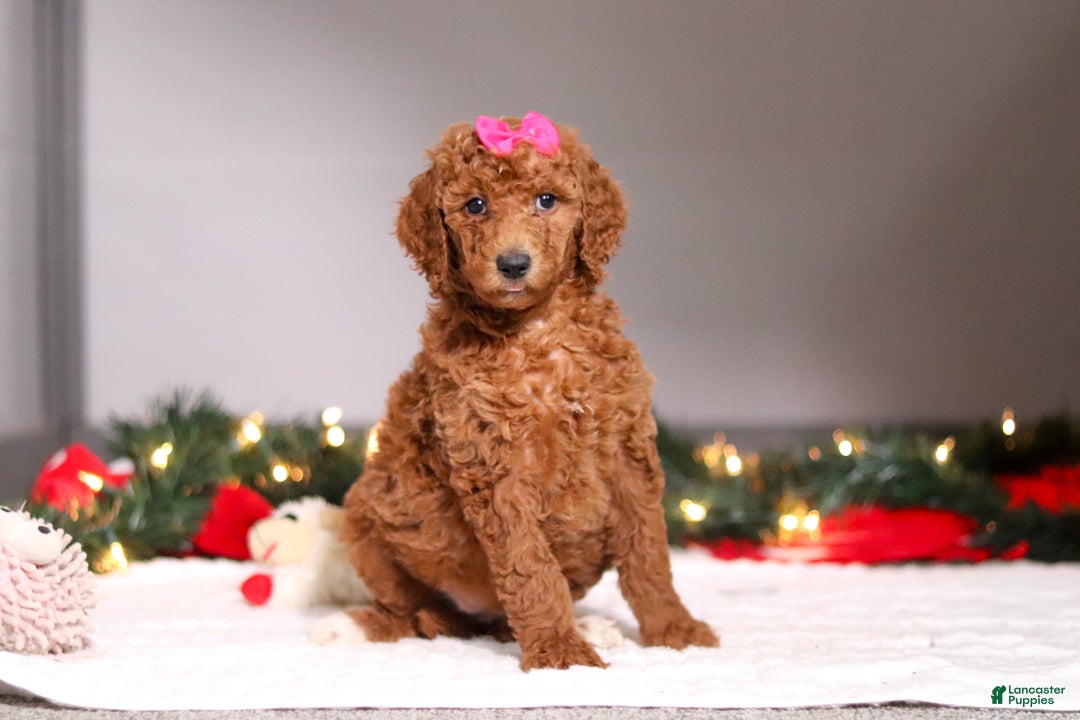 Standard Poodle dogs for sale: Lainey - Ad 4