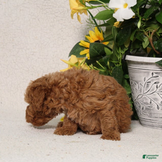 Mini Goldendoodle dogs for sale: Victor - Ad 4