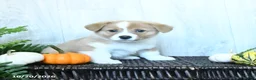 Welsh Corgi Pembroke dogs for sale: Kayla - Ad 4