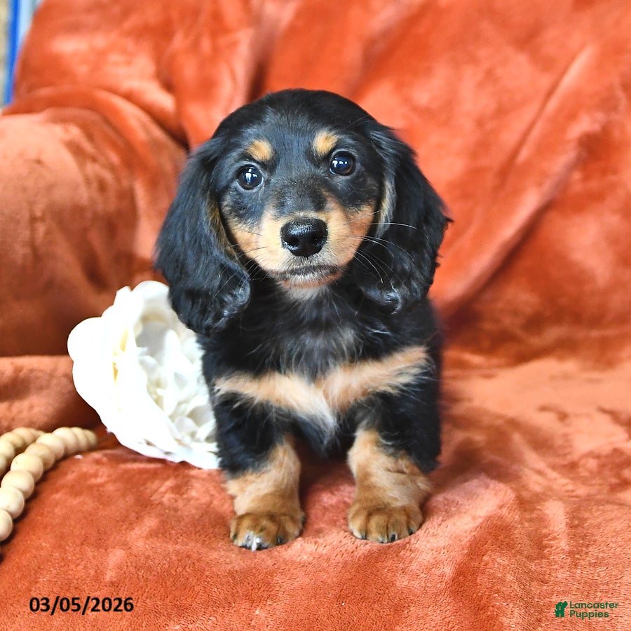 Miniature Dachshund dogs Polly - Ad 1