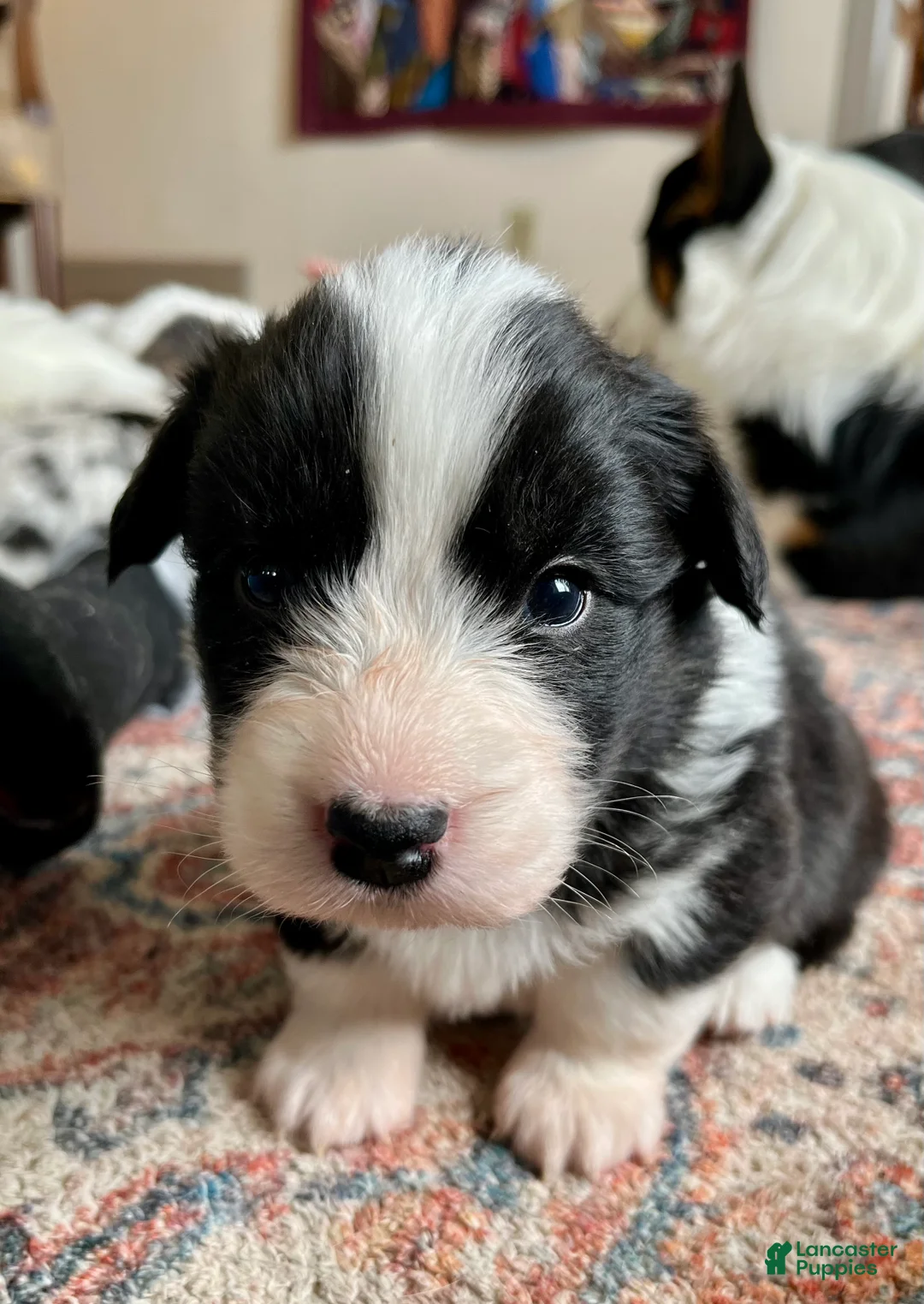 Welsh Corgi Cardigan dogs for sale: Welsh Corgi Cardigan Puppy 7: McFly - Ad 1