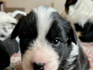 Welsh Corgi Cardigan dogs Welsh Corgi Cardigan Puppy 7: McFly - Ad 4