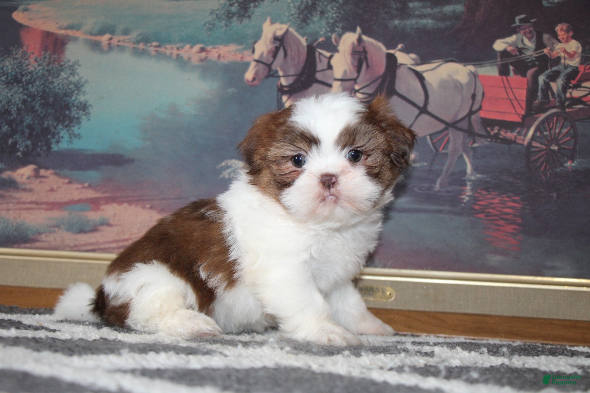 Shih Tzu dogs Anna - Ad 2