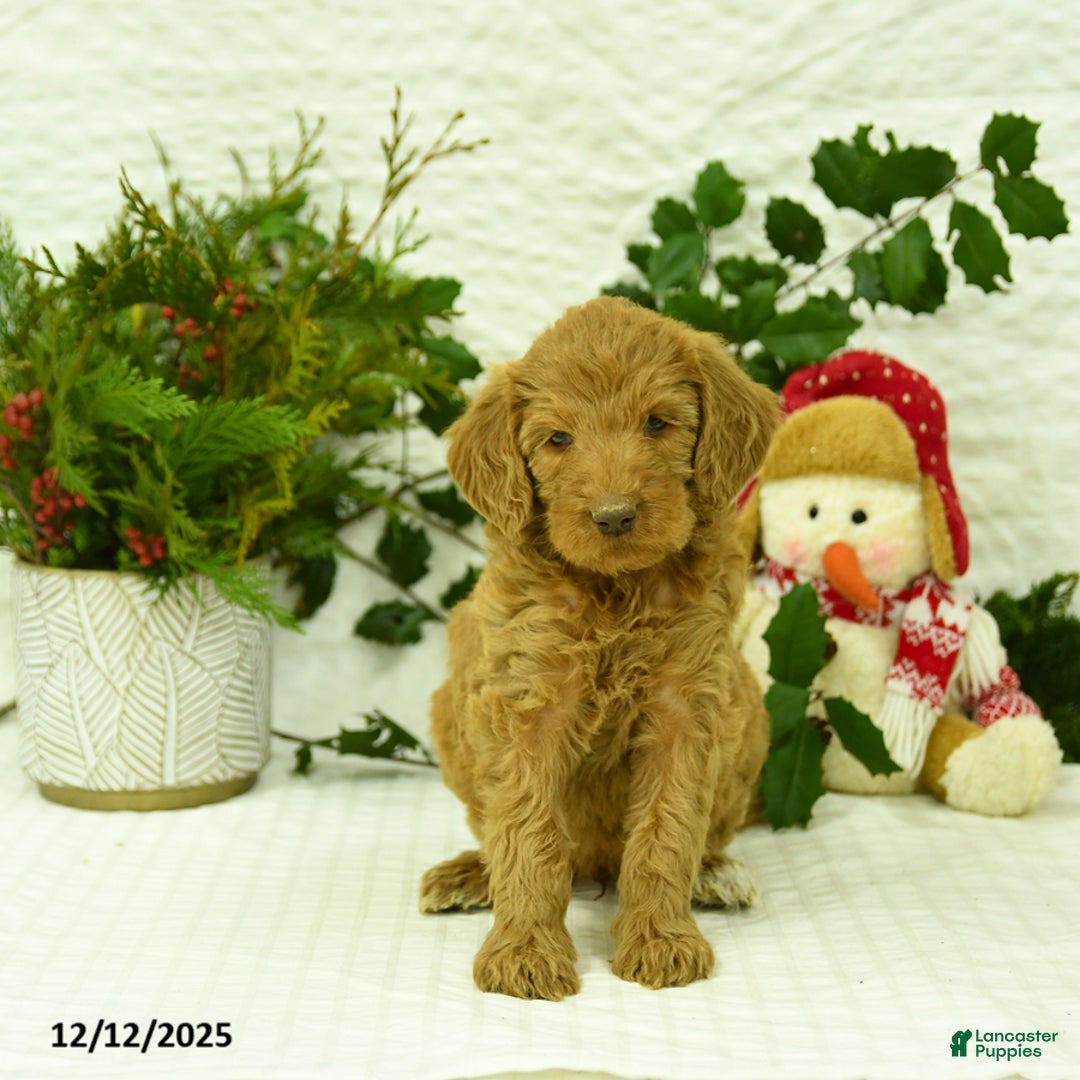 Goldendoodle dogs for sale: Elf - Ad 4