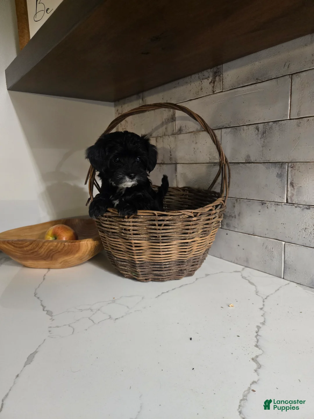Yorkiepoo dogs for sale: Buster - Ad 2