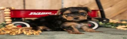 Yorkshire Terrier dogs for sale: Kash - Ad 3