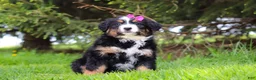 Bernese Mountain Dog dogs for sale: Amelia - Ad 1