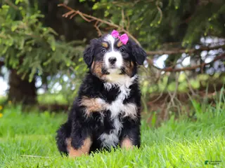 Bernese Mountain Dog dogs for sale: Amelia - Ad 2
