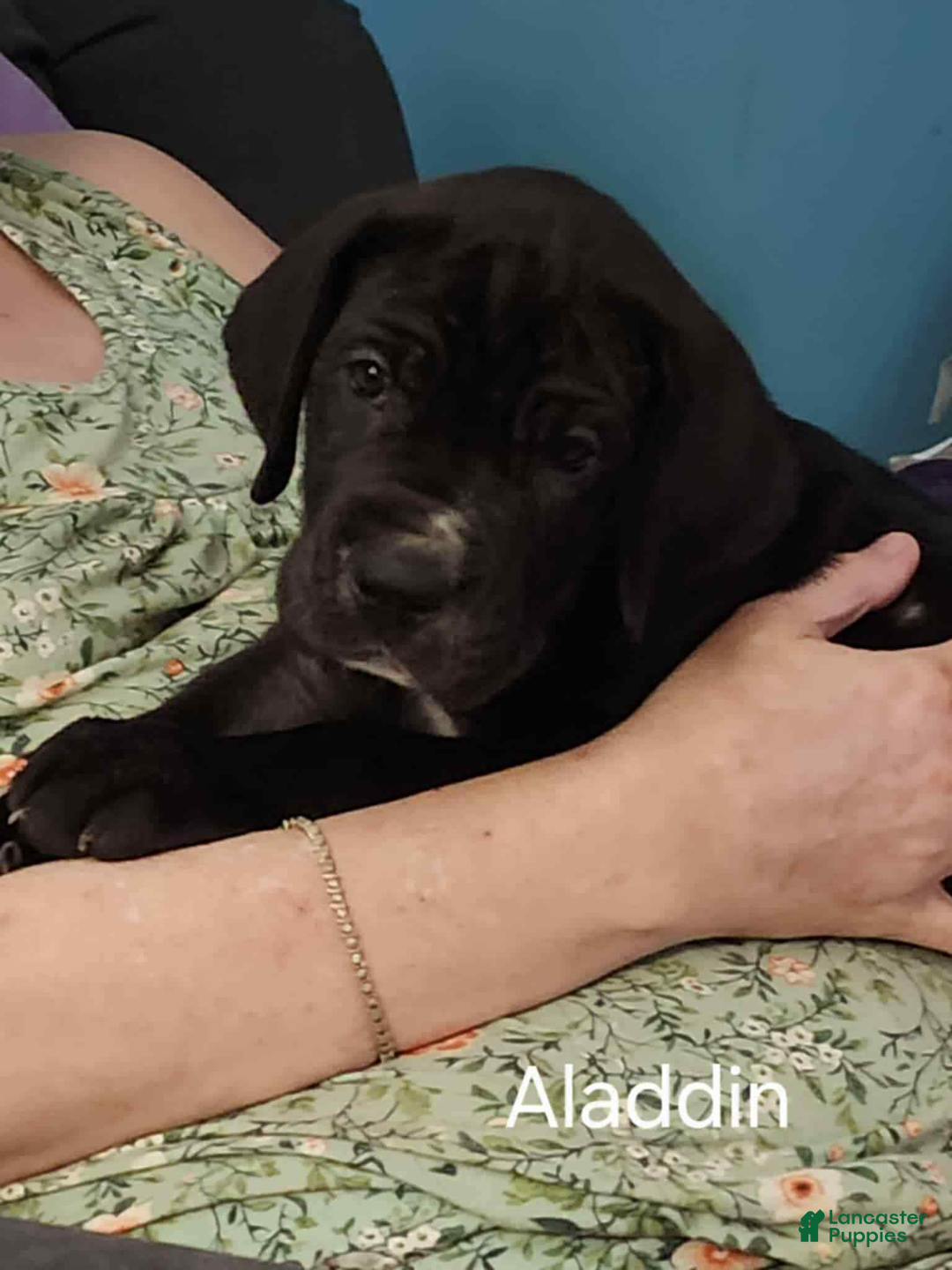 Great Dane dogs for sale: Aladdin - Ad 1