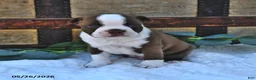 Boston Terrier dogs for sale: Brady - Ad 4